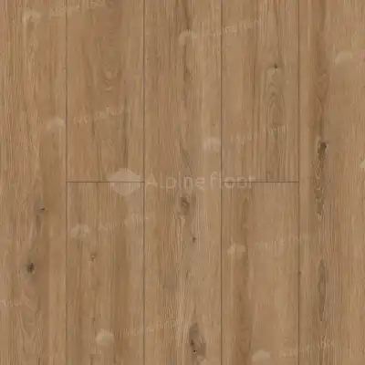 Дуб Катам 