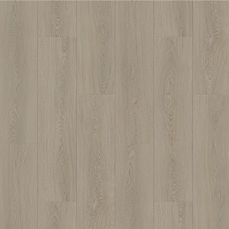 Дуб Кремовый