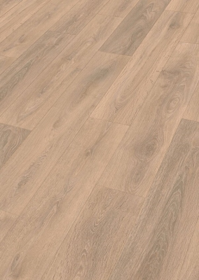 Дуб Сэнд (Sand oak)