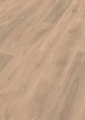 Дуб Сэнд (Sand oak)