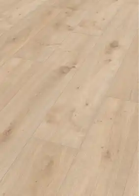 Дуб Атакама (Atacama oak) 06380