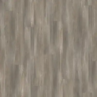 Дуб Зебра (Zebra)
