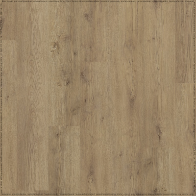 Дуб Мейджор (Major Oak 05829/400087688)